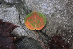 IMG_3920.JPG