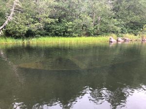 Sunken Boat