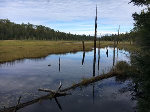 beaver pond