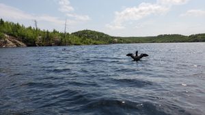 Sea gull duck