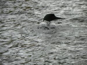 Crooked Lake