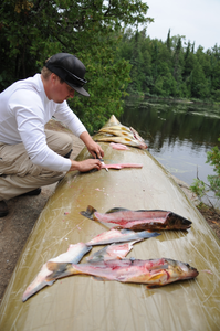 Filleting Walleye