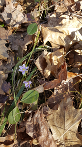 Early Flowers