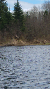 Moose on Pigeon River