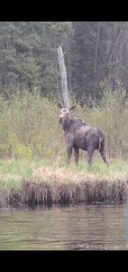 Mama Moose