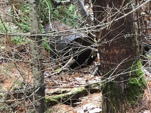 Artifacts near Crooked Campsite