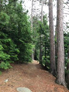 Nice Path along Bates island Shore
