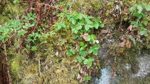 Strawberry vines