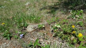 Spring flowers