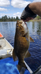 Smallie on the way out