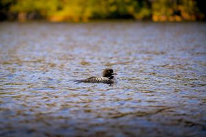 Loon on Horseshoe