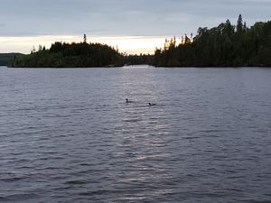 Long Island Loons in sunlight