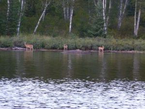 Doe and Fawns