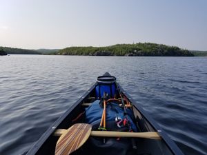 Paddling Seagull