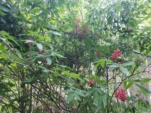 Unknown Berries