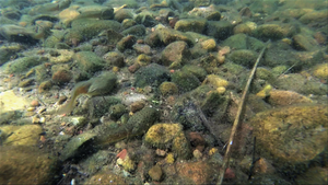 Tadpoles in the rocks