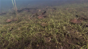 Tadpole in the grass