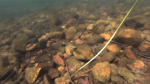 Smallmouth in rocks