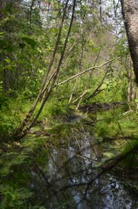 Portage landing on the portage from Rivalry to Glen