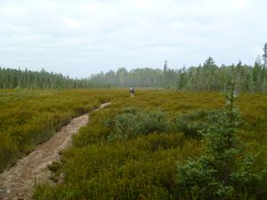 Bog at Portage