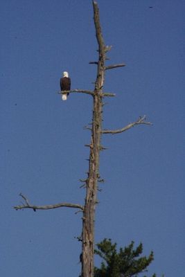 eagle on pipe lake