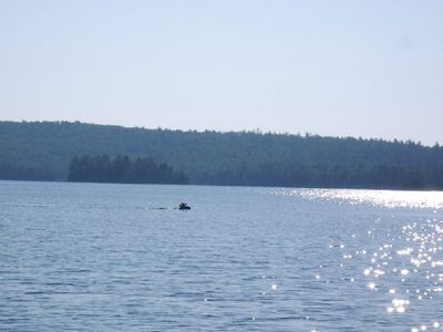 moose swim
