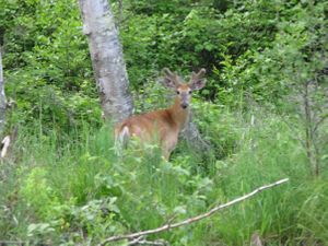 deer upper pauness