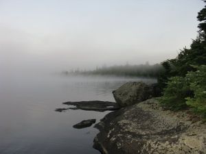 foggy morning in bog