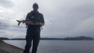 Pickerel Laker