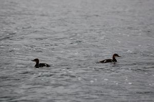 IMG_7202_cc.jpg
