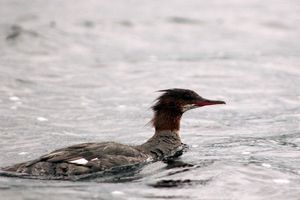 IMG_7203_cc.jpg