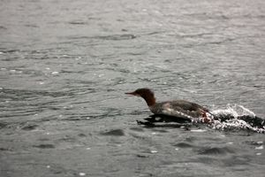 IMG_7207_cc.jpg