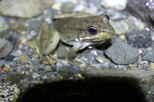 IMG_7431_cc.jpg