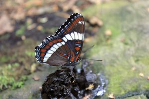IMG_7710_cc.jpg
