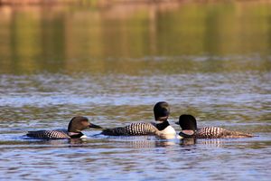 IMG_7943_cc.jpg