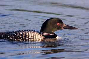 IMG_7944_cc.jpg