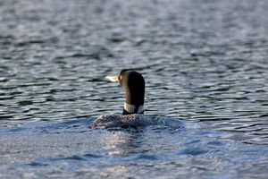 IMG_7958_cc.jpg