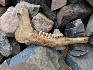 Moose jaw bone