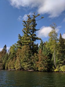 Eagle nest