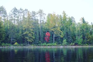 Red tree