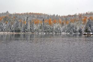 Fall Colors and a Moose