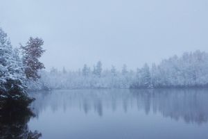 Snowy Morning