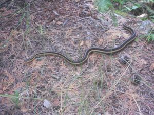 DSCN0141_Three_Island_snake.JPG