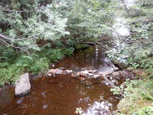 Brook behind camp