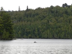 swimming moose