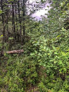 The start of the 1900m portage from North Prairie Lake towards Prairie Lake.