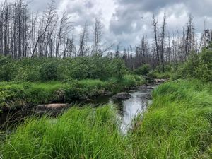 The outlet stream leading into Prairie Lake - the 1900m portage runs beside this stream at the end.