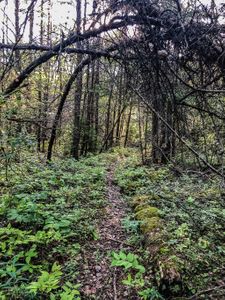 On the 800m portage between Prairie and Joey Lake.