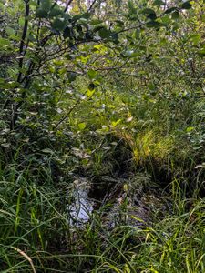 The middle of the 800m portage towards Joey from Prairie is boggy.