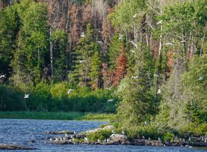 There were hundreds of gulls and terns making a huge racket near camp.